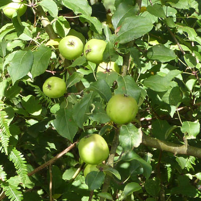 Wild apples - I picked some of these last year for hedgerow jelly